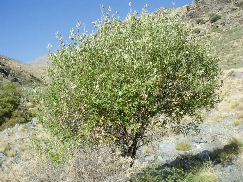 Salix atrocinerea: characteristics and care