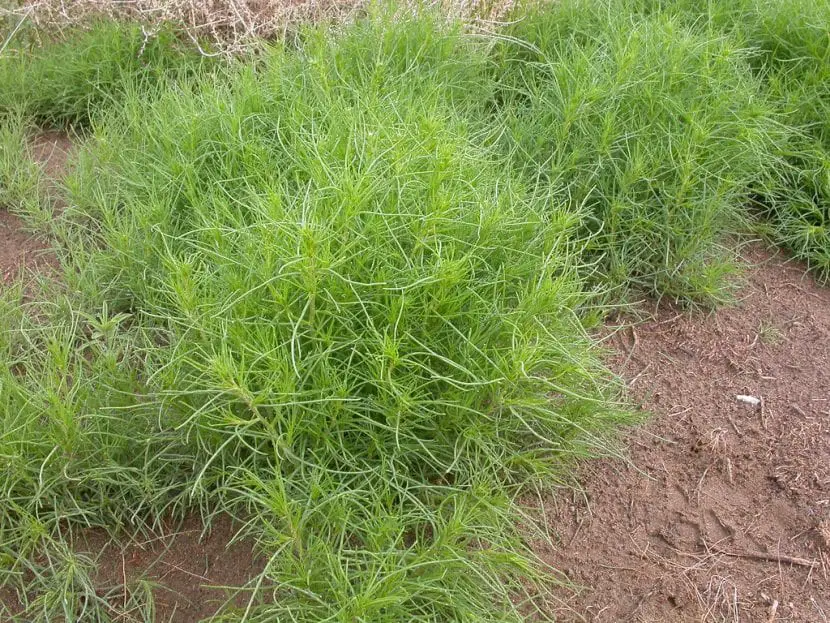 What is the care of the Salsola plant?