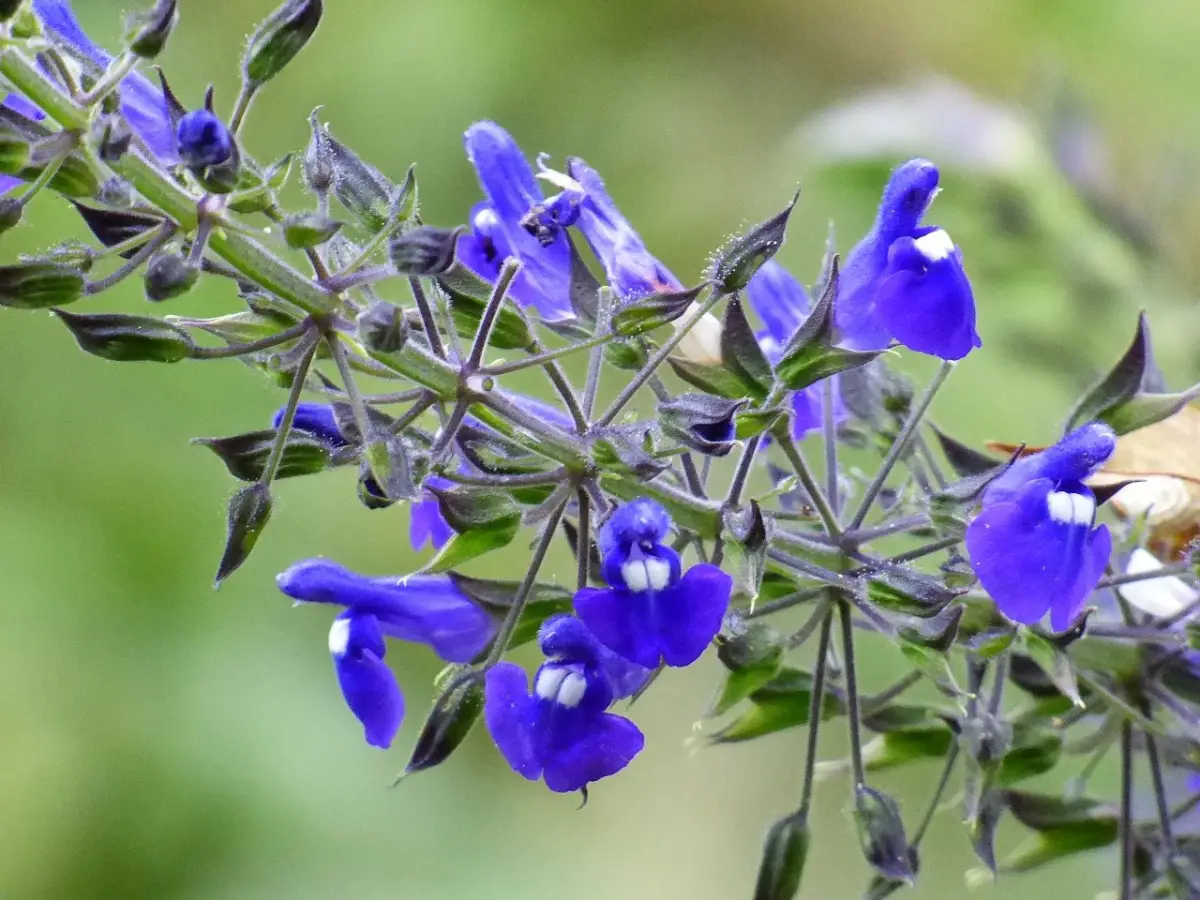 All about Salvia: types, characteristics and much more