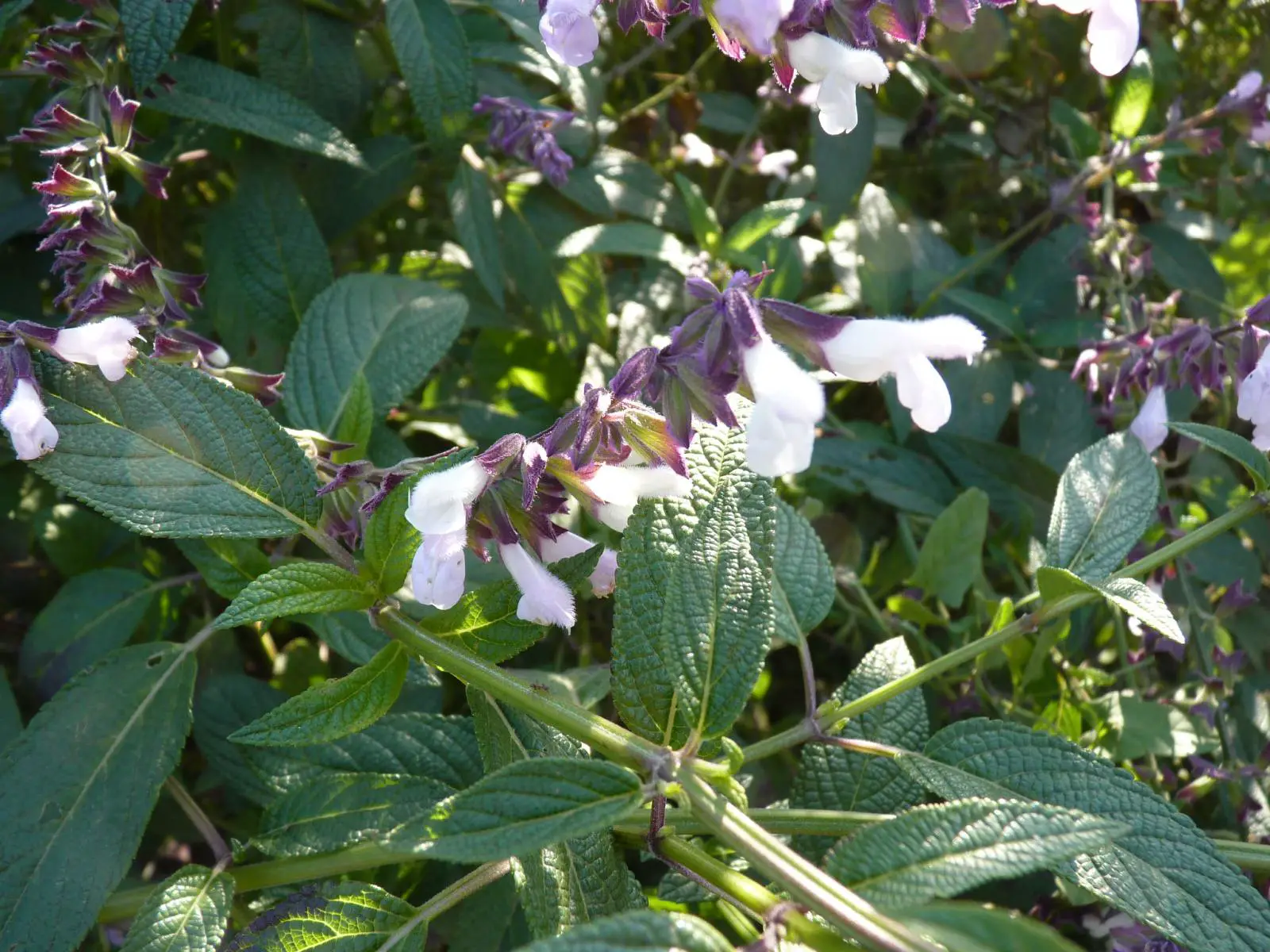 Salvia divinorum, all about the herb of the gods