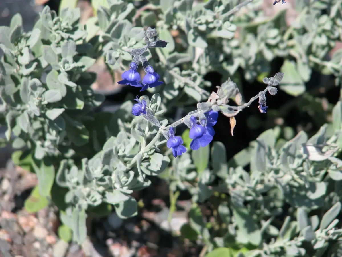 How is it and what are the care of Salvia chamaedryoides?