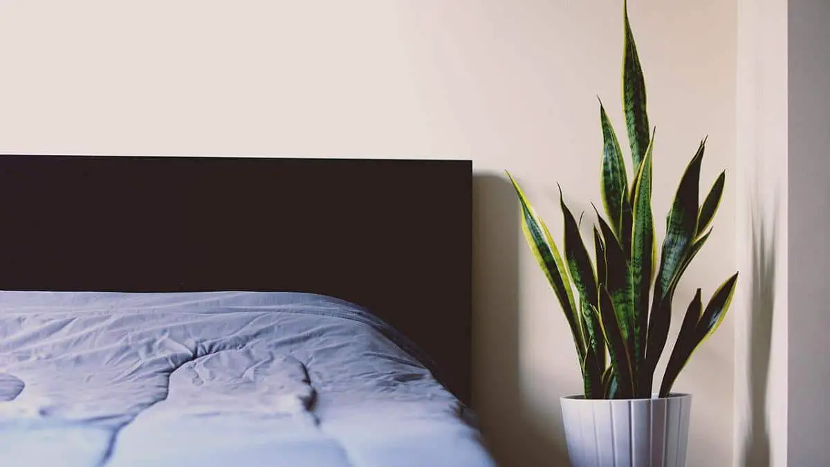 7 plants to have in the bedroom