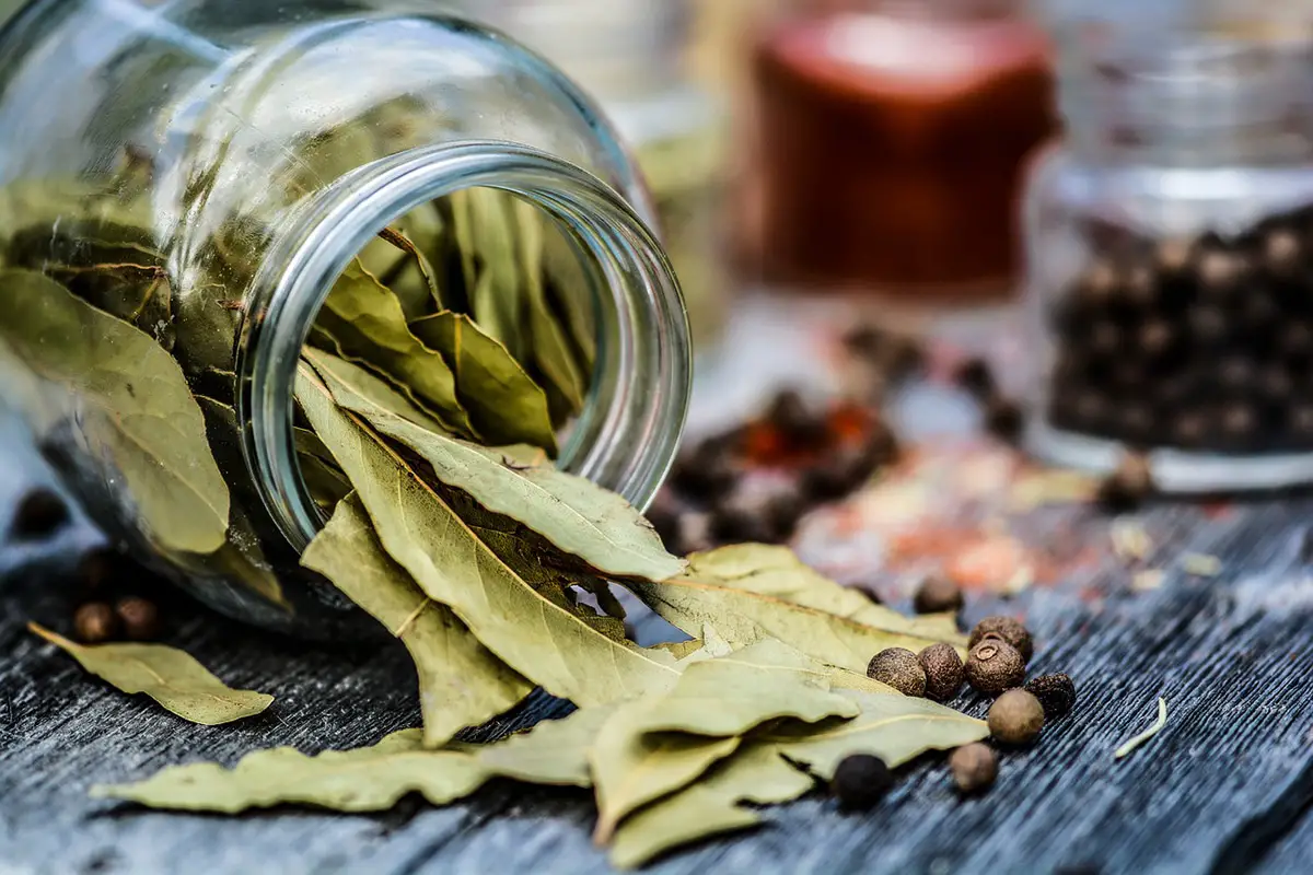 How to dry bay leaves