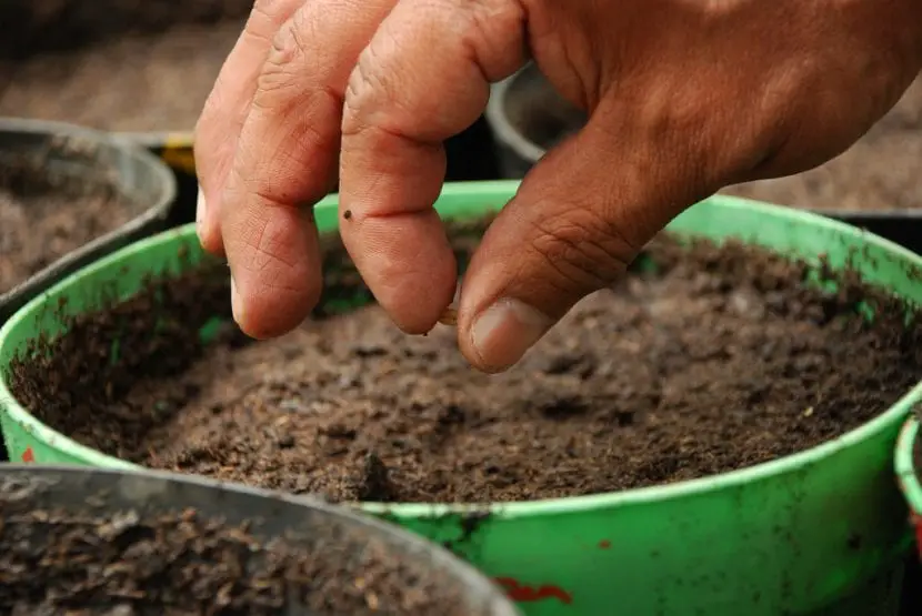 How to plant seeds in a pot