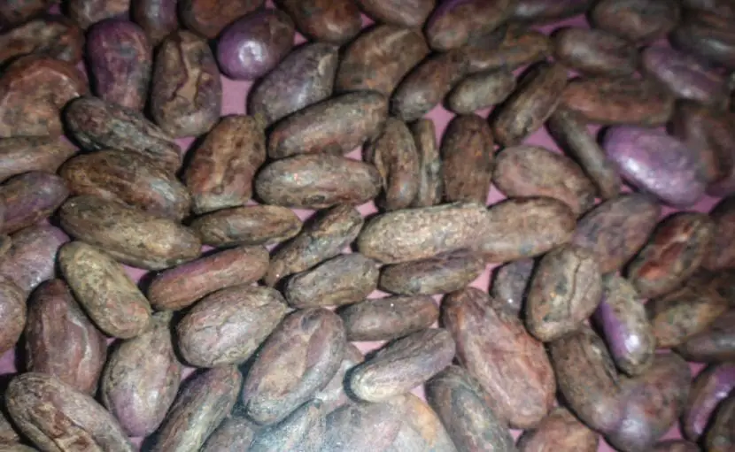 When and how to sow cocoa beans?