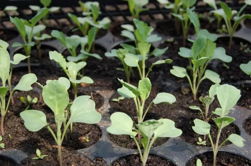 When to make seedbeds? | Gardening On
