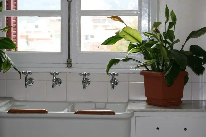 What are the best plants for the bathroom