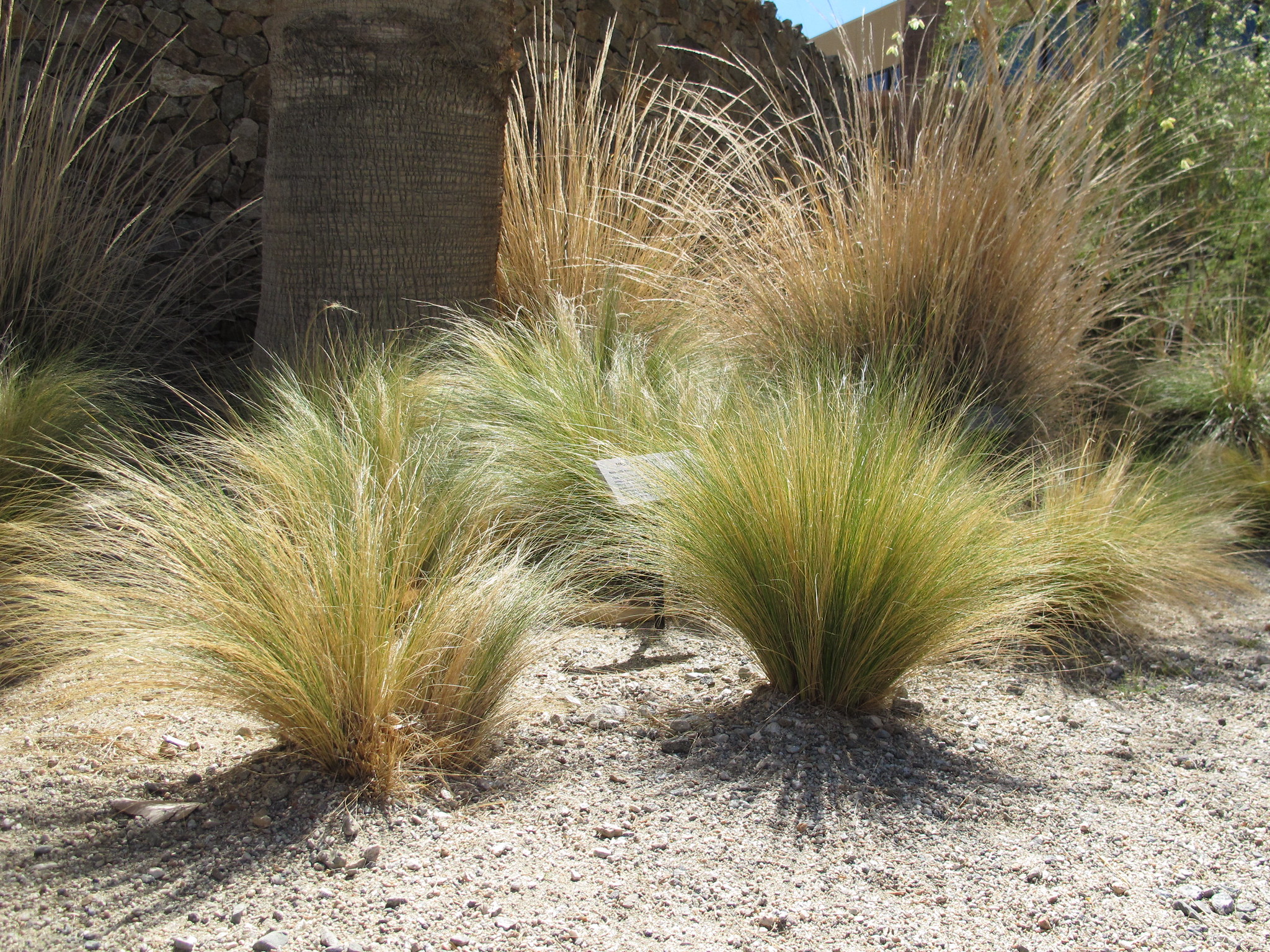 Stipa tenuissima, a perfect grass for xero-gardens