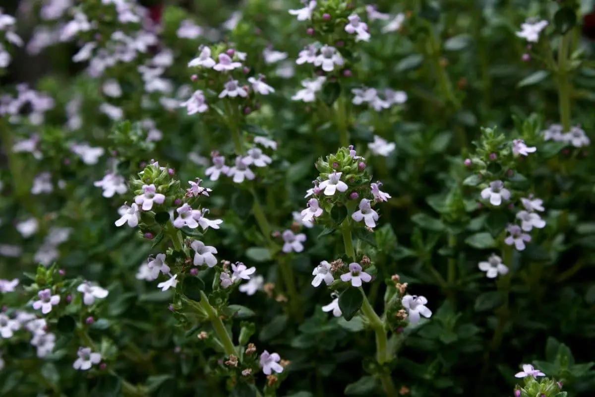 All about thyme: an aromatic plant with multiple uses