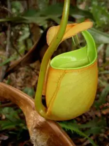 Caring for Nepenthes bicalcarata, a fanged carnivore