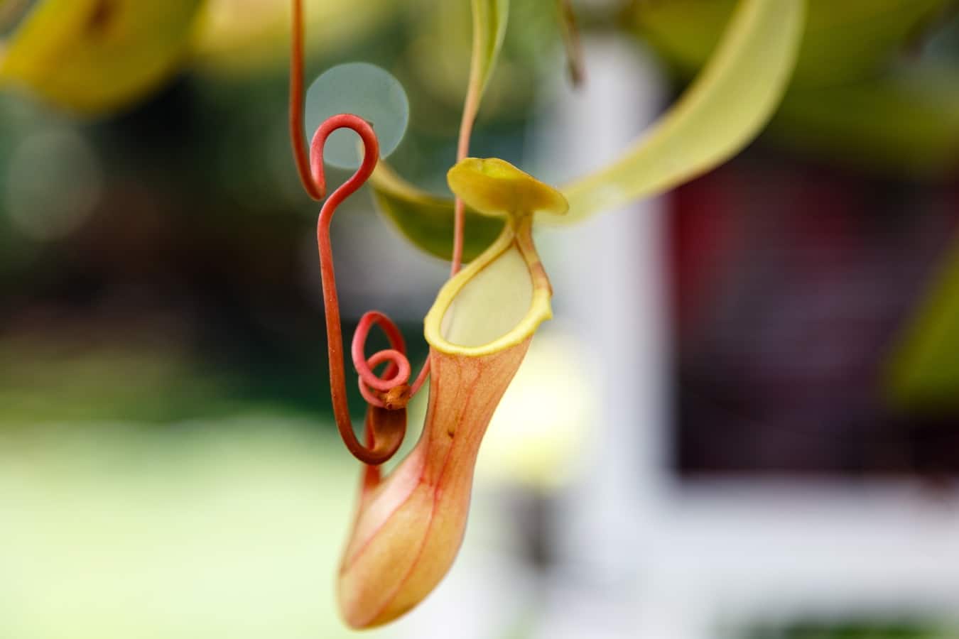 Nepenthes Care Guide | Gardening On