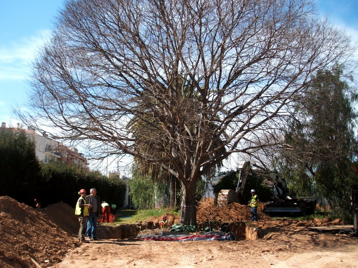 How and when to transplant trees? Top tips