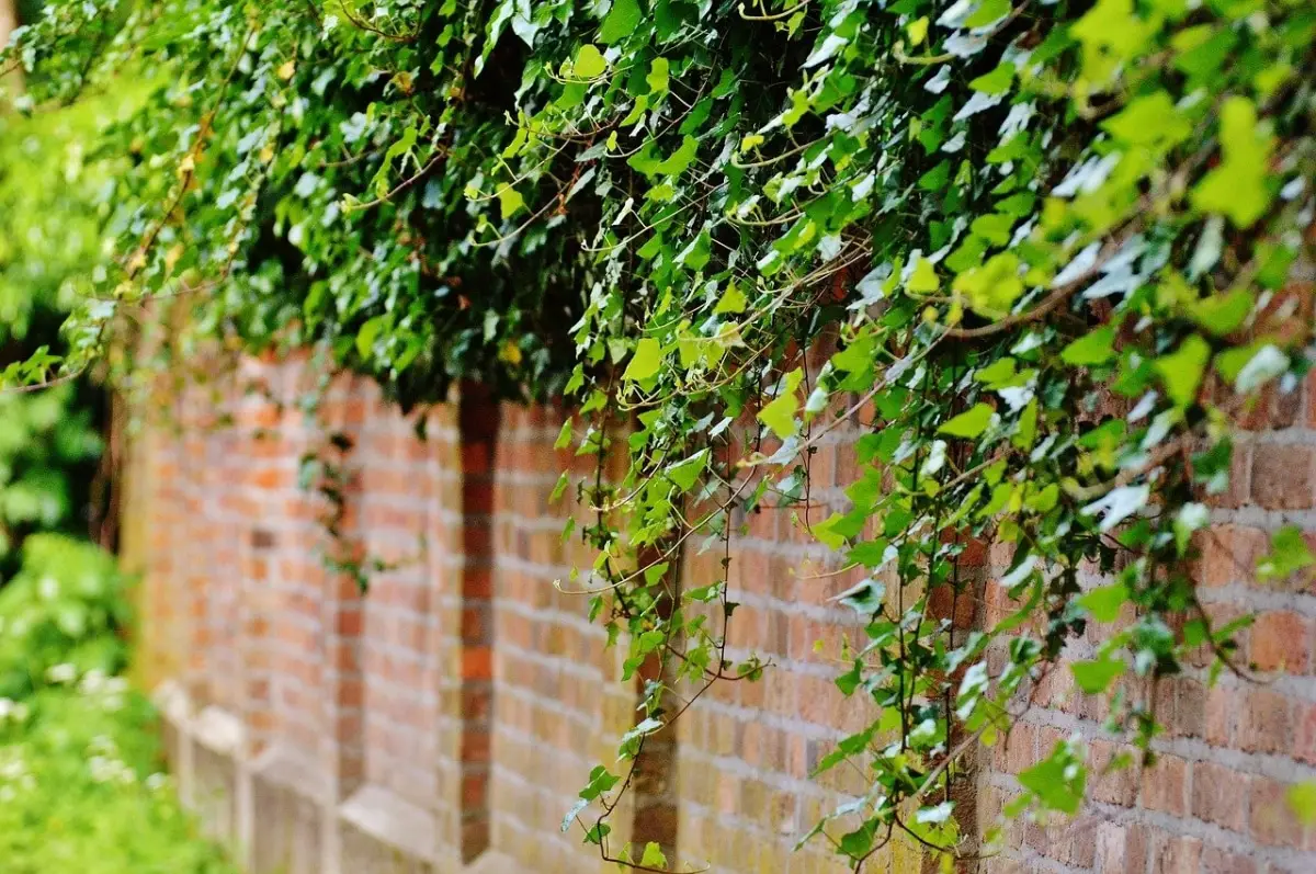 10 frost-resistant outdoor climbing plants
