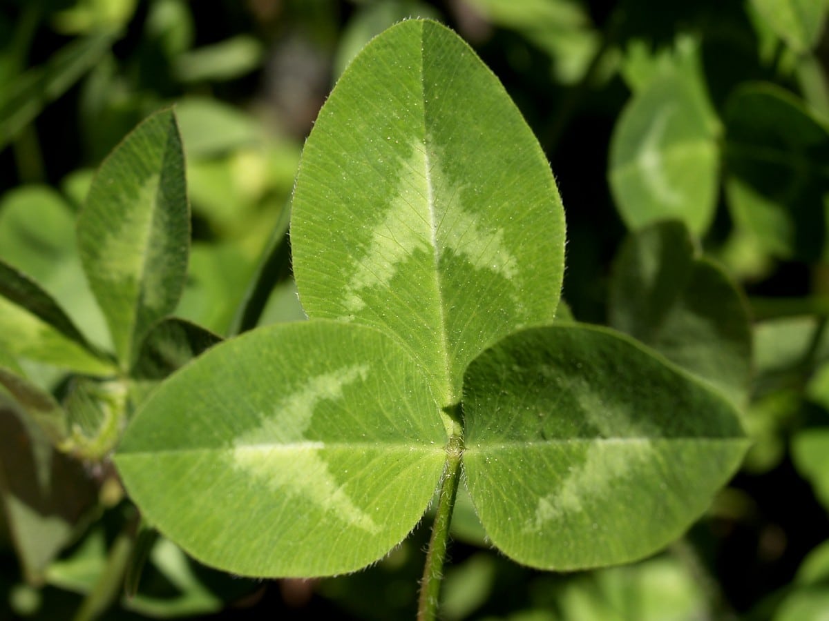Clover (Trifolium): characteristics, uses and more