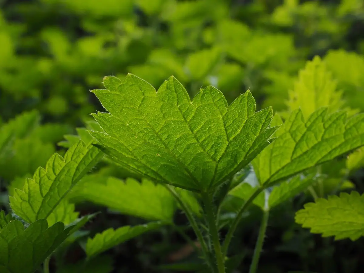 Urtica urens cultivation and uses