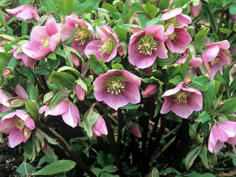 Hellebore: characteristics and care