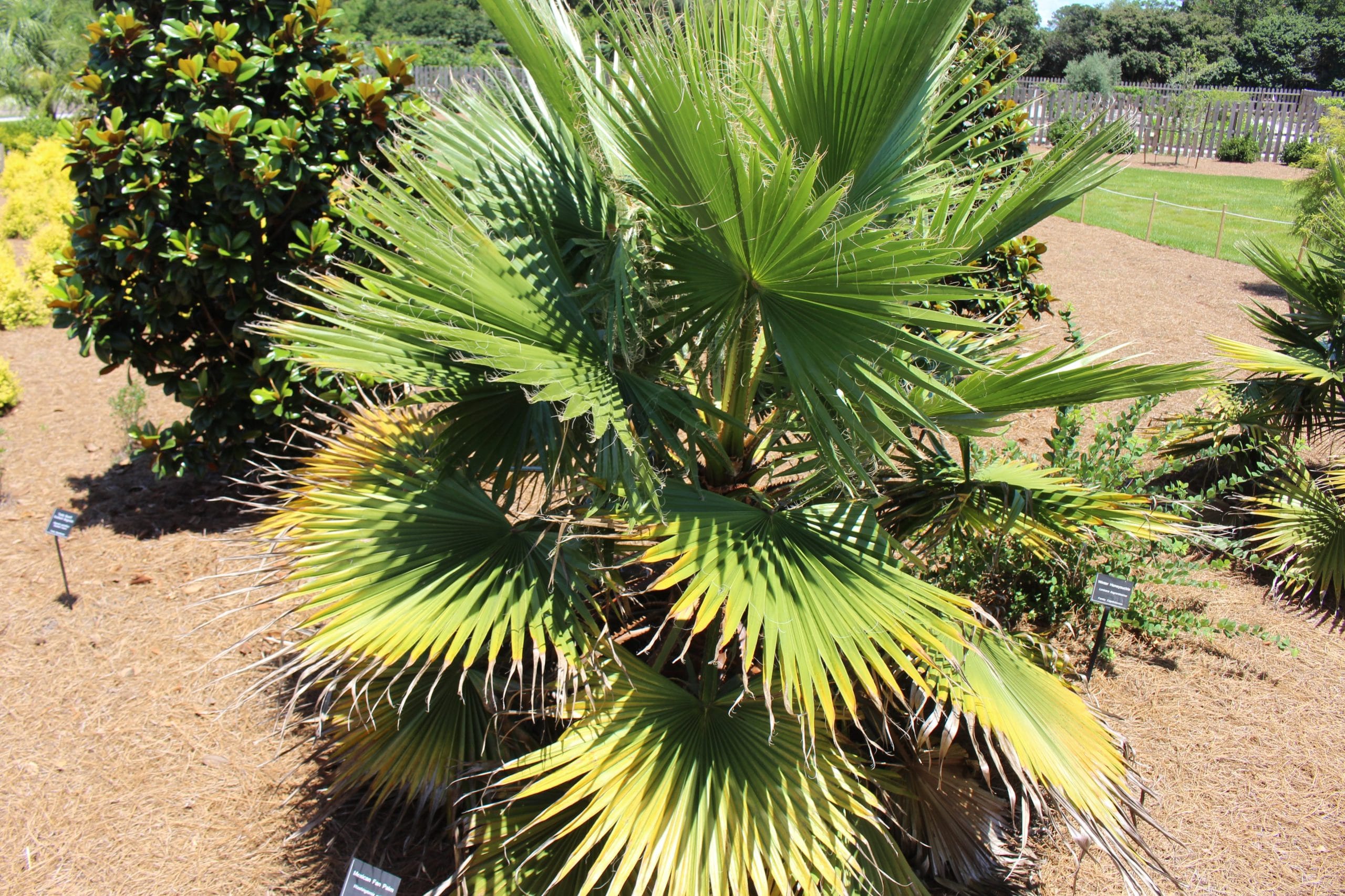 Information on growing and caring for Washingtonia robusta