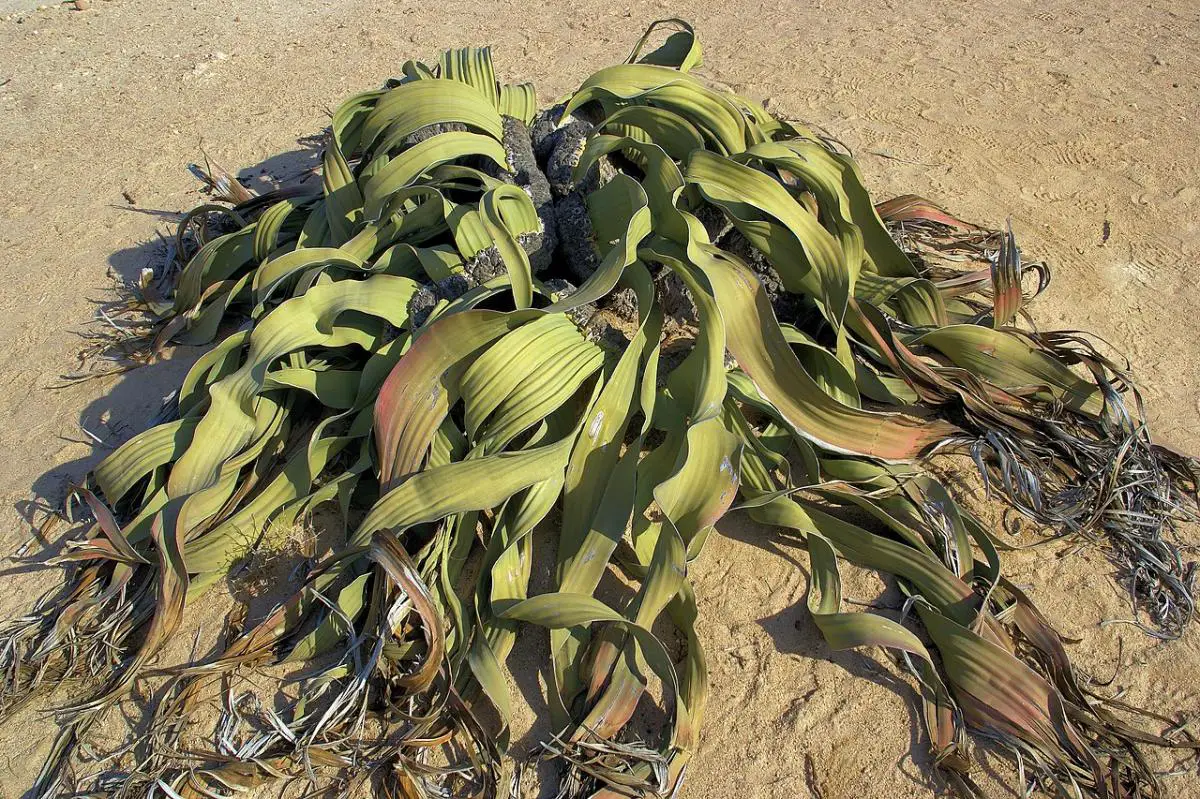 This is Welwitschia, the desert plant that “cannot die”
