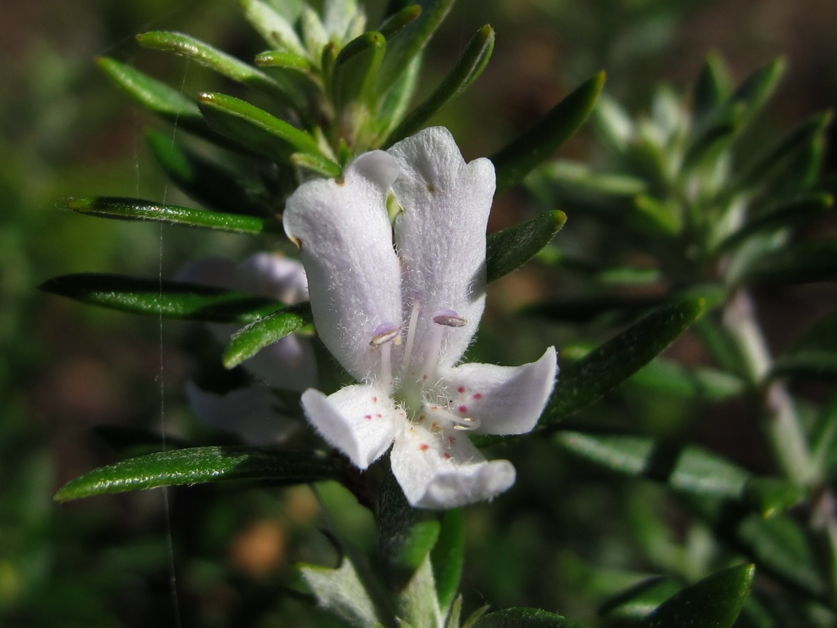 Westringia or romerino, a very beautiful and resistant shrub