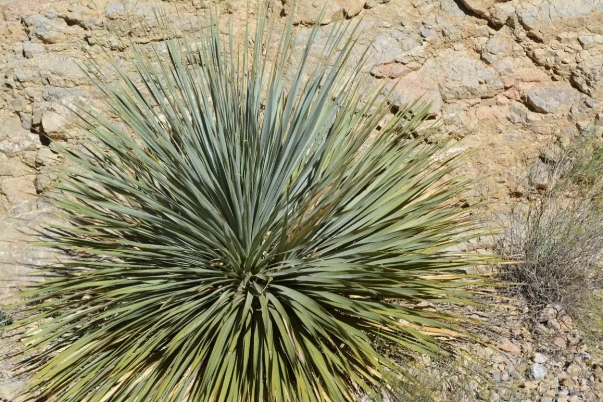 Yucca care as an outdoor plant