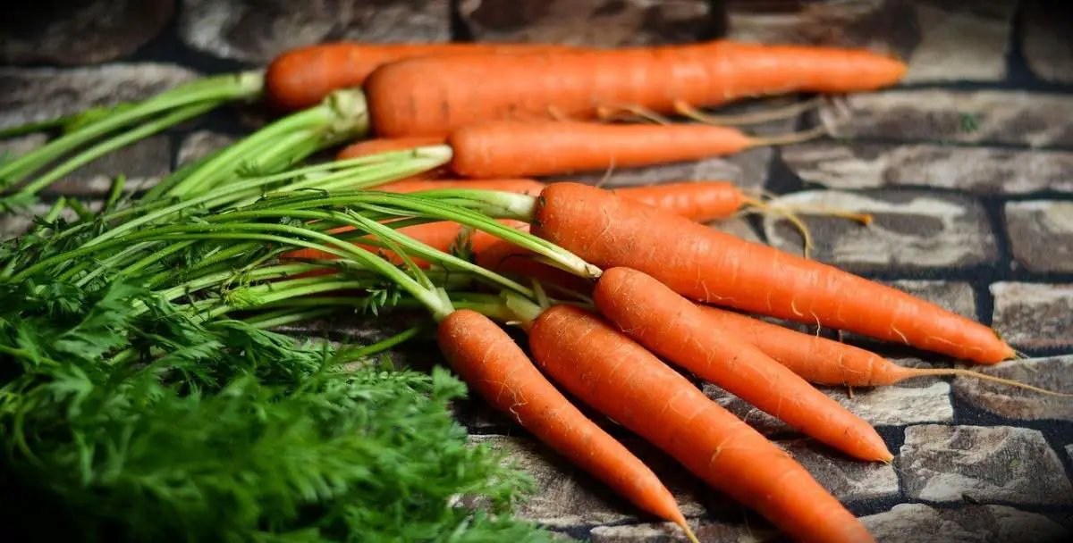 Root vegetables: what are they, types and how are they grown