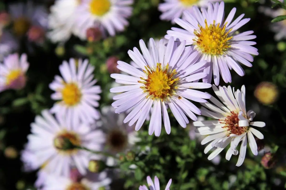 10 Flowers similar to daisies