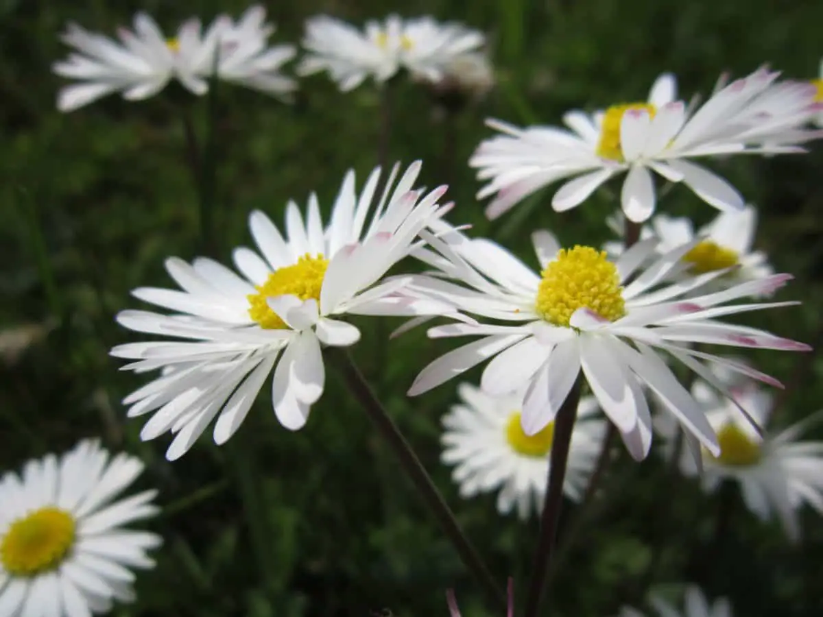 +10 plants with white flowers – The most popular
