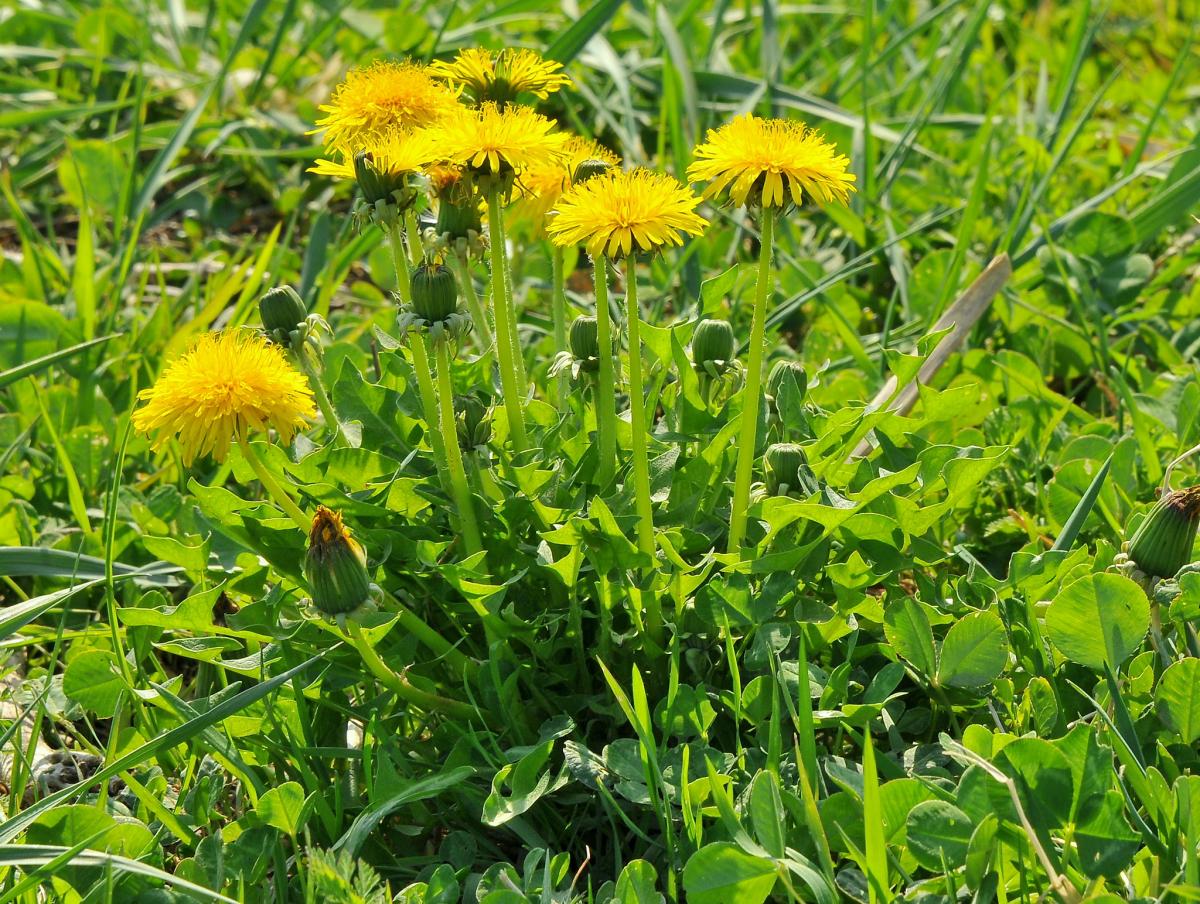 10 wild yellow flowers | Gardening On