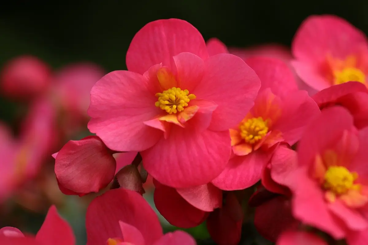 12 types of begonias you can grow at home
