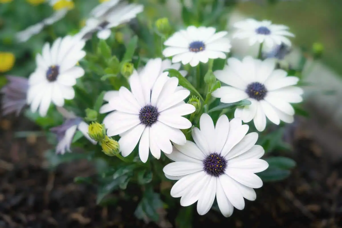 15 plants with white flowers to give away