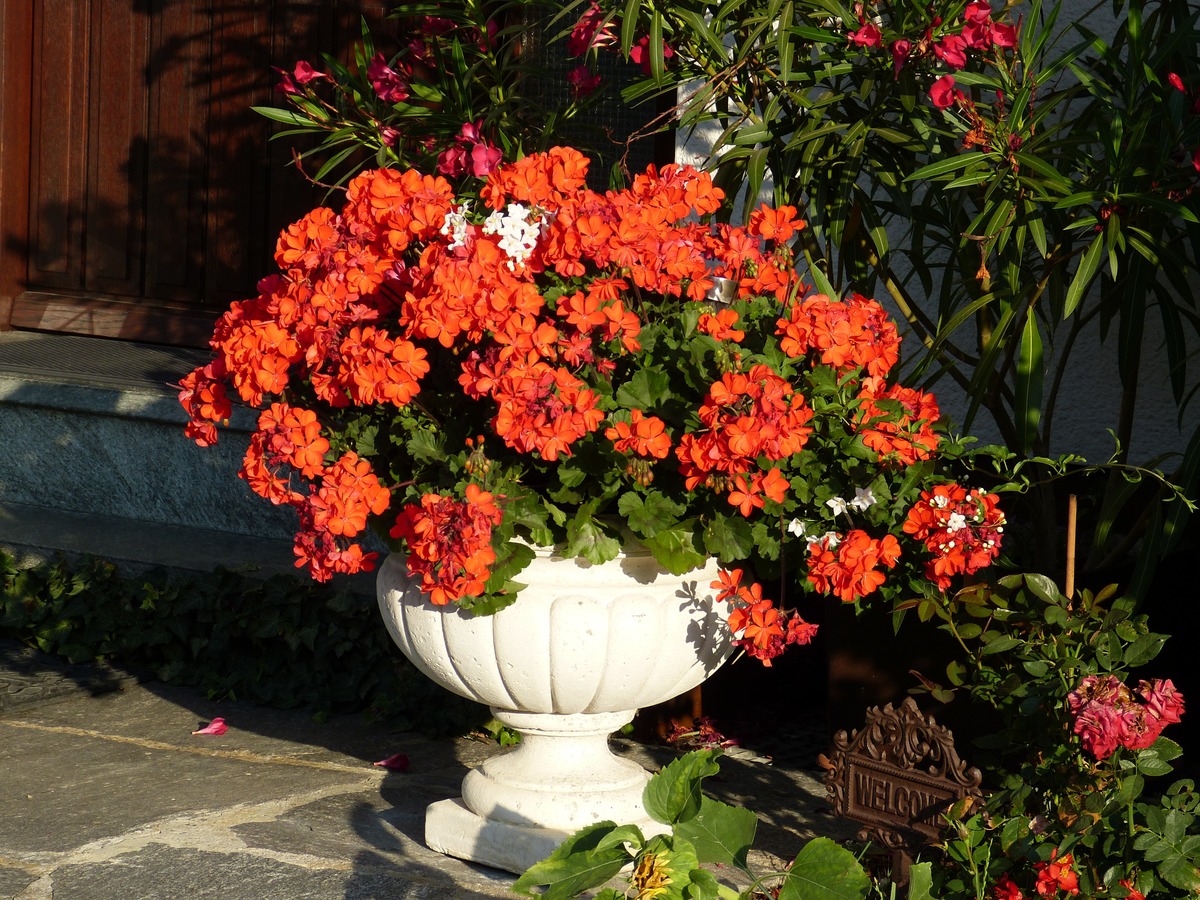 +15 types of geraniums for garden or terrace