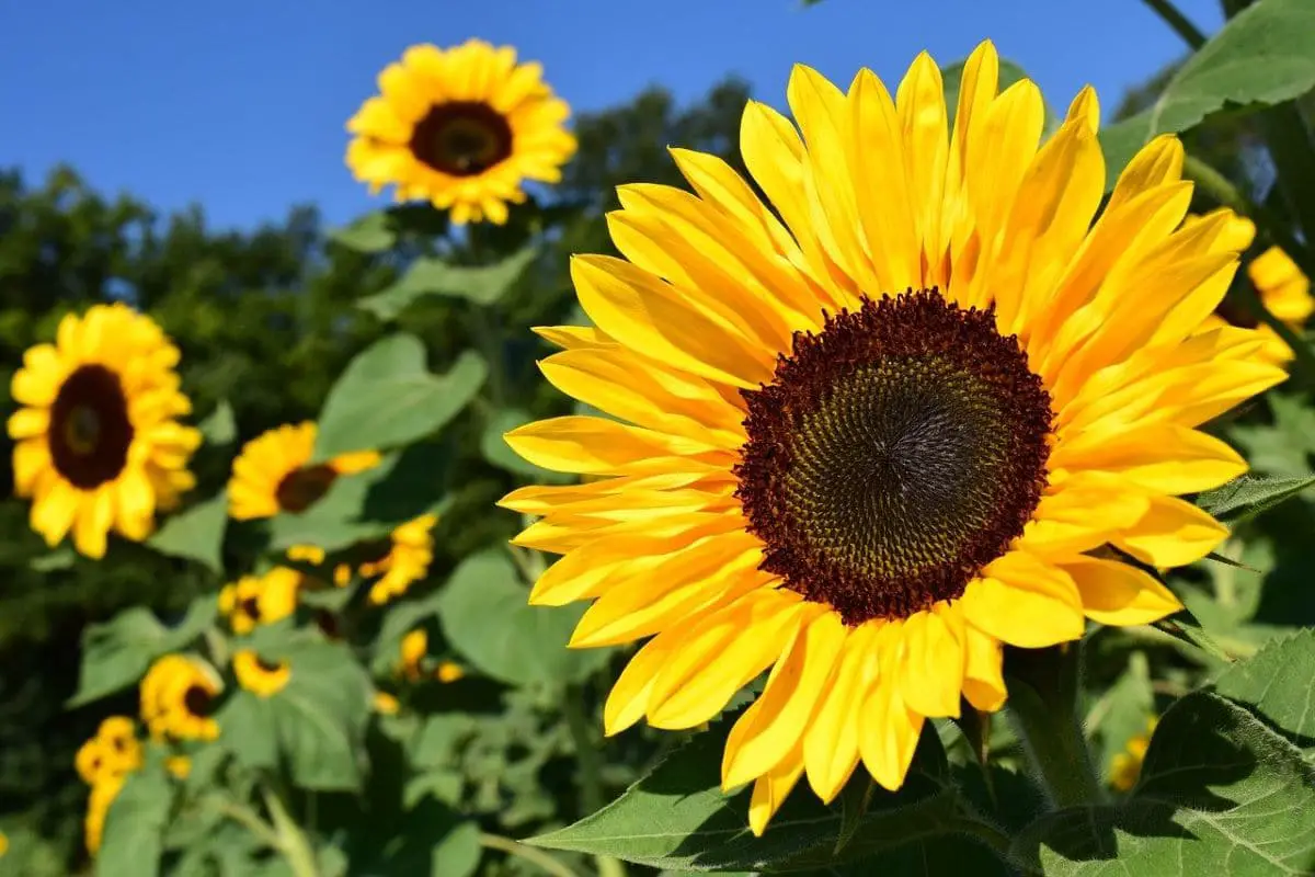 Sunflower cultivation and care, sun lover … like few others