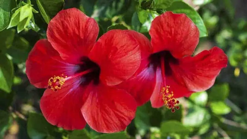 Cultivation and care of hibiscus (Hibiscus rosa-sinensis)