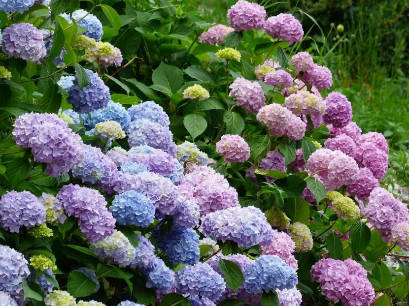 How to care for hydrangea in winter?