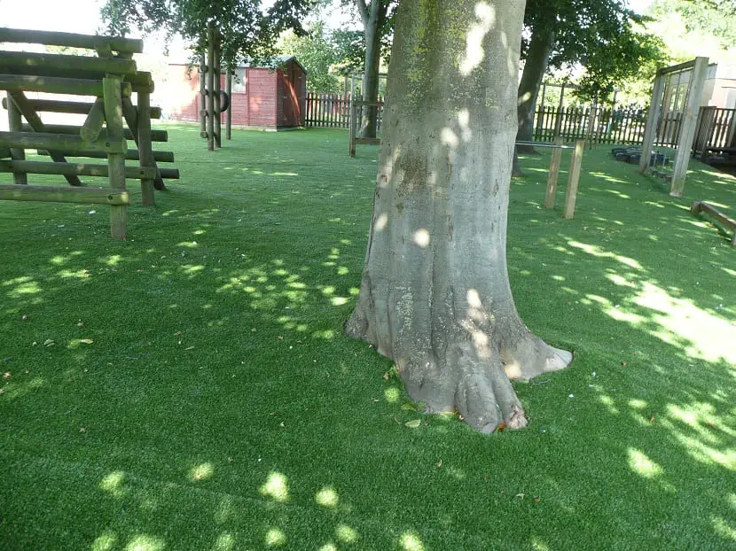 Learn to Lawn Grass Around Trees