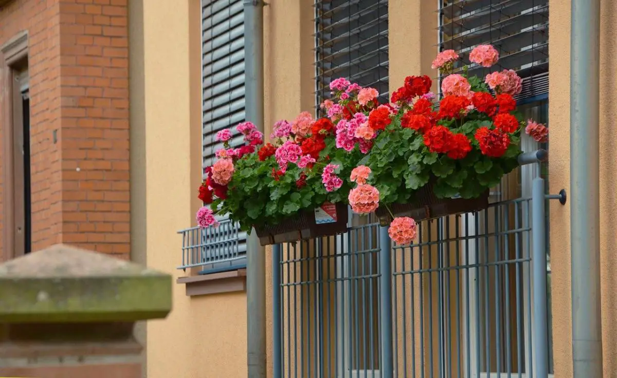 7 plants for balconies without sun and its care