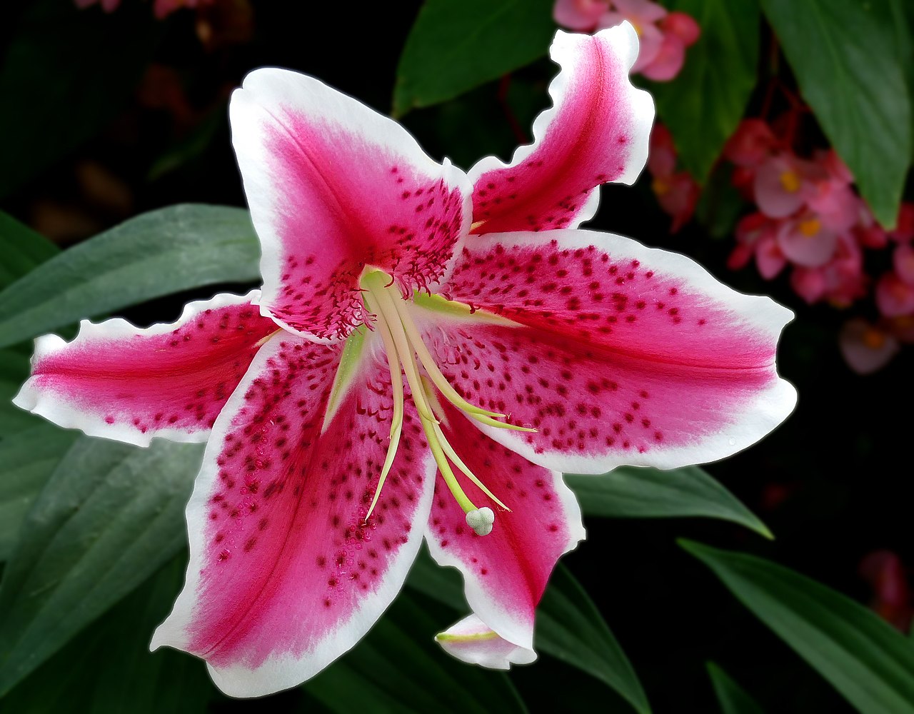 Oriental Lilium care | Gardening On