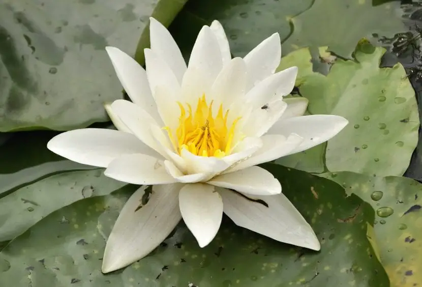 Selection of water flowers for pot or pond