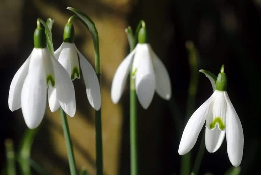 How to get the snowdrop to bloom?