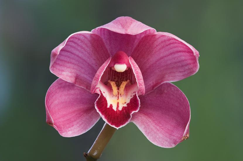 Identify orchids that need transplantation