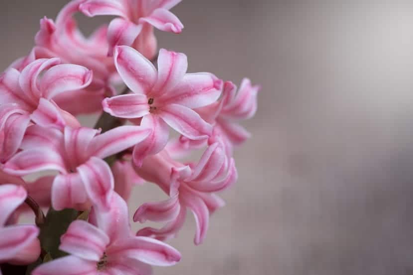 What is the care of hyacinths?
