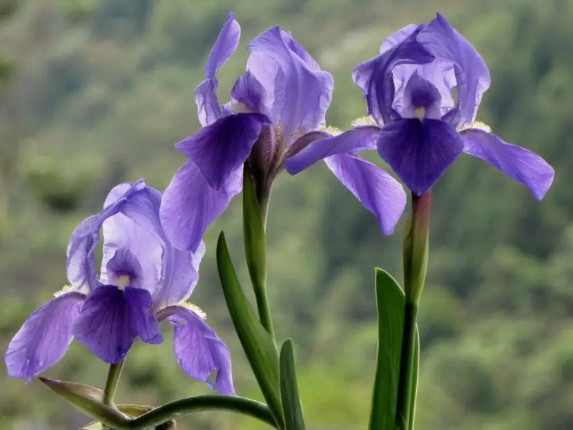 Iris germanica, the common garden lily