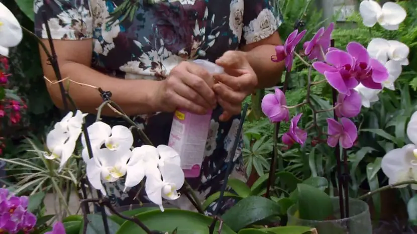 The ideal fertilizer for orchids