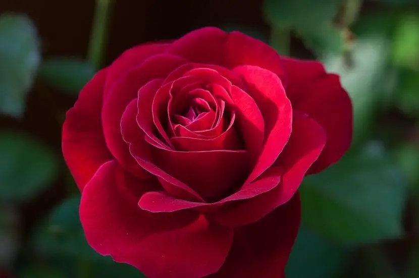 Take care of and grow Red Roses, the most beautiful