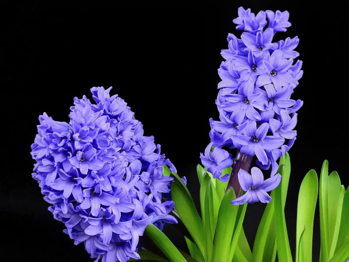 When and how to plant hyacinths?