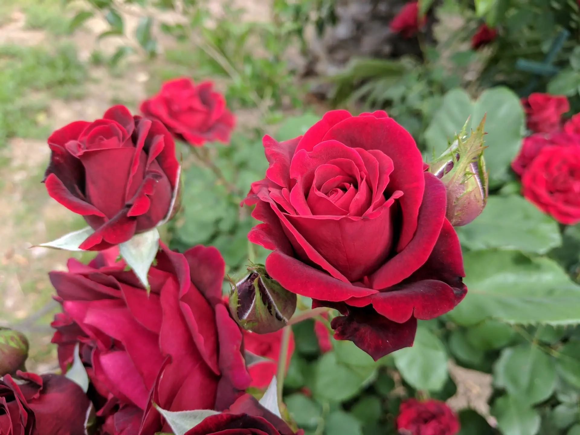 +7 types of roses to beautify your garden or patio