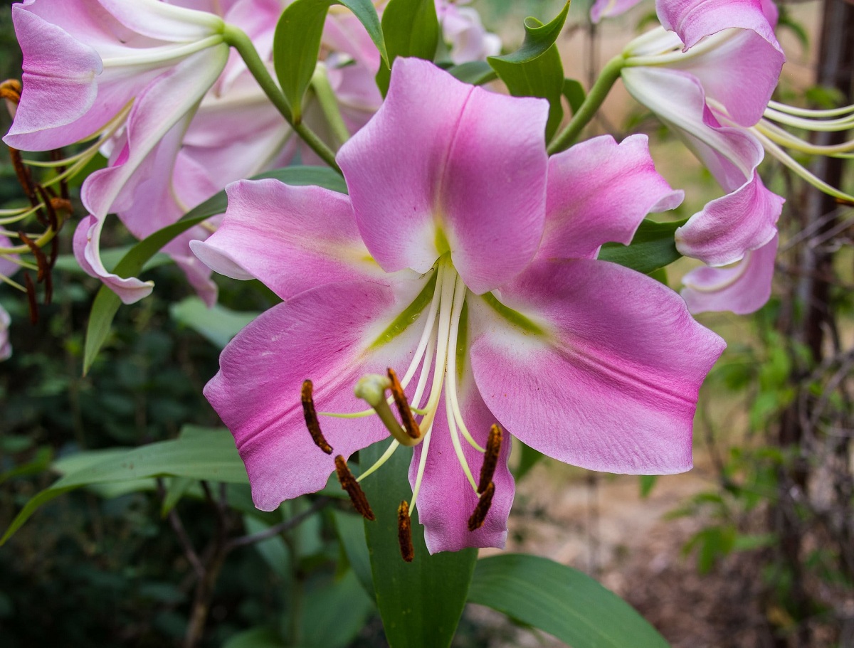 Is the Lilium plant indoor or outdoor? Care