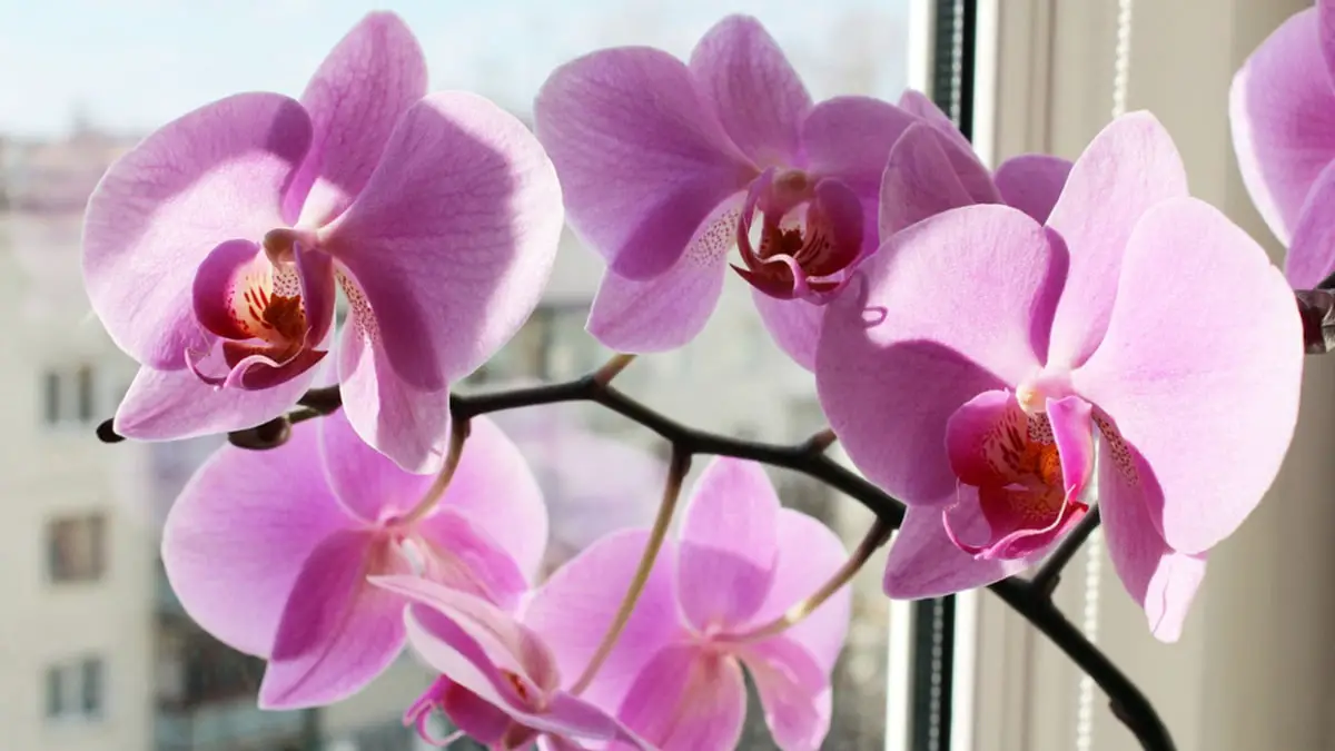 When and how to transplant orchids?