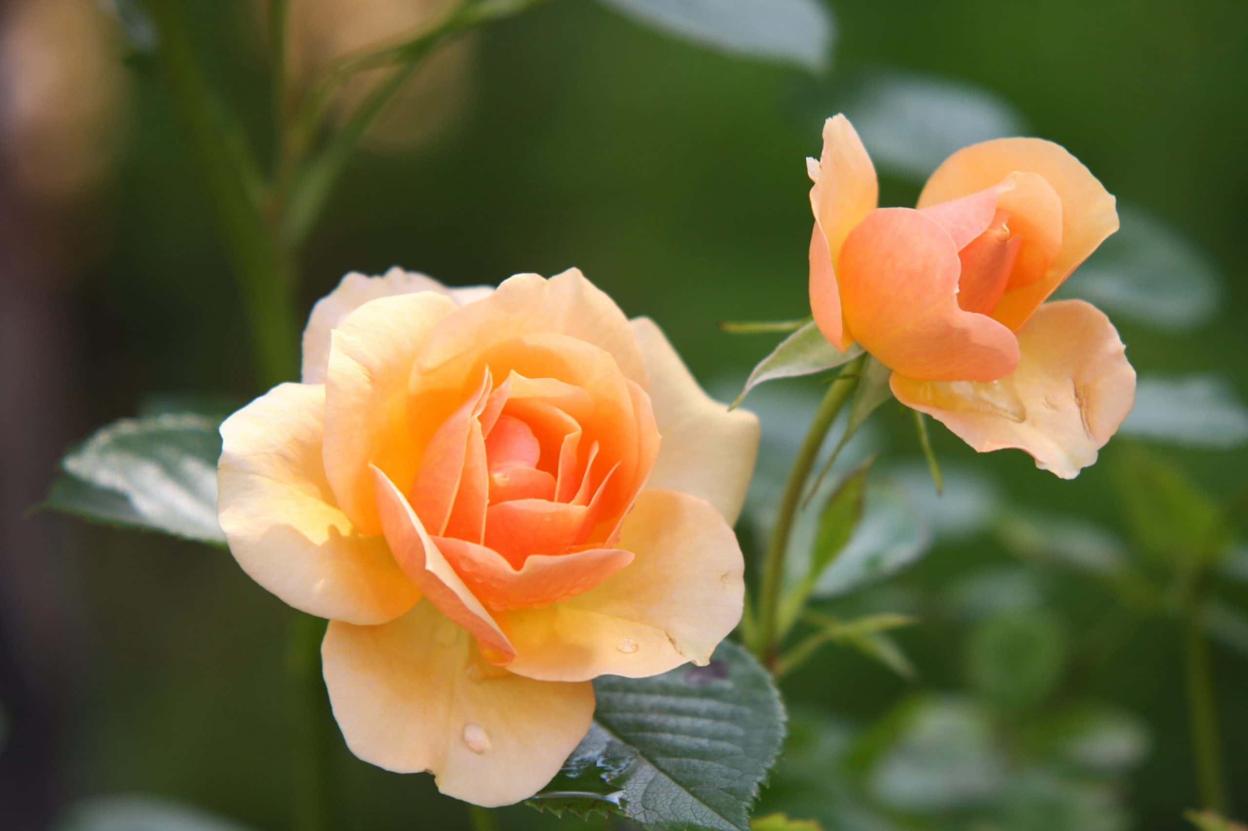 When to plant rose bushes in the garden?