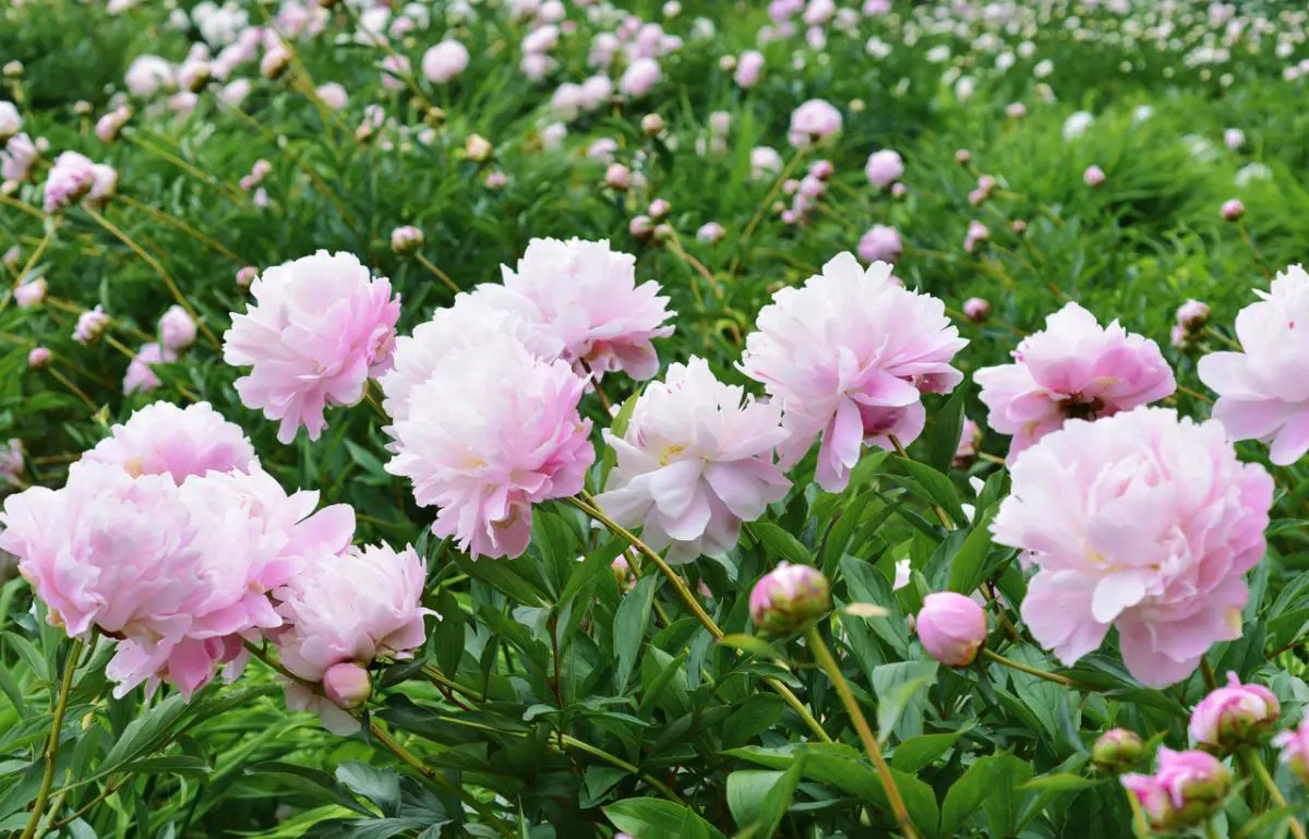How to plant peonies: characteristics, when to plant and possible pests